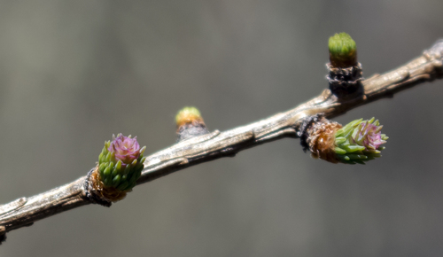 Tamarack (Larix laricina)