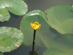 Nuphar × spenneriana