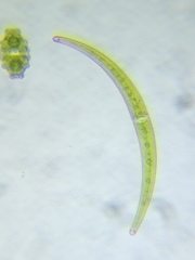 Closterium lunula