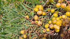Acacia cupularis