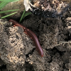 Trigoniulus corallinus