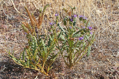 Phacelia corrugata