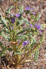 Phacelia corrugata