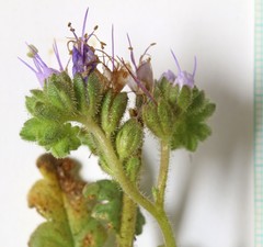 Phacelia corrugata