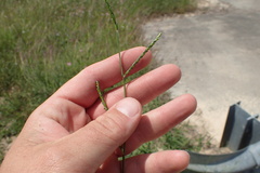 Urochloa platyphylla