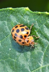 Henosepilachna vigintisexpunctata