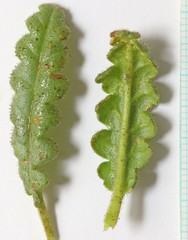 Phacelia corrugata