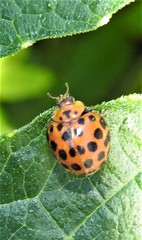 Henosepilachna vigintisexpunctata