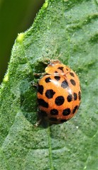Henosepilachna vigintisexpunctata