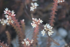 Sedum moranense