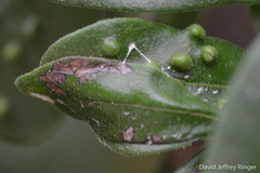 Eumarozia malachitana