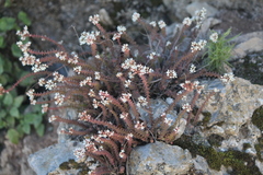 Sedum moranense