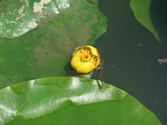 Nuphar × spenneriana