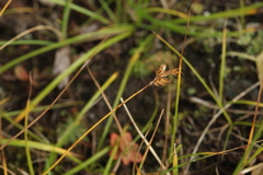 Carex praecox