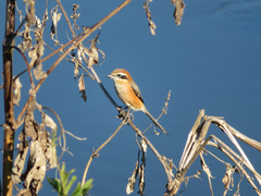 Lanius bucephalus