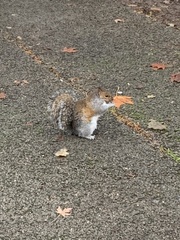 Sciurus carolinensis