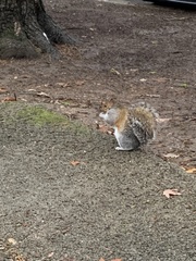 Sciurus carolinensis