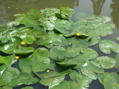 Nuphar × spenneriana