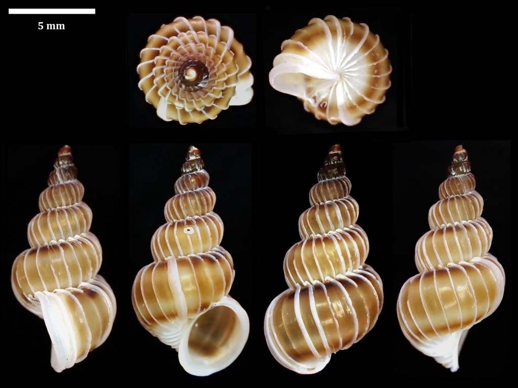Epitonium tenellum