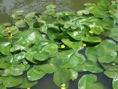Nuphar × spenneriana