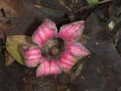 Brachychiton discolor