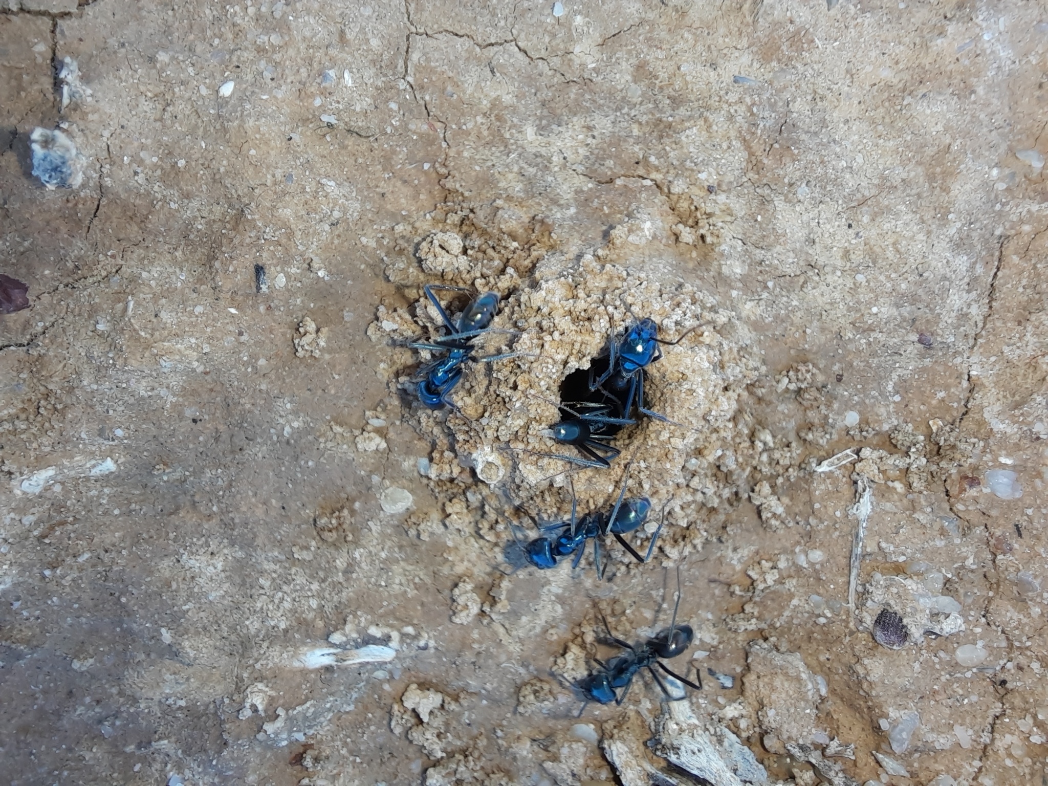 Iridomyrmex lividus