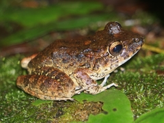 Craugastor aurilegulus