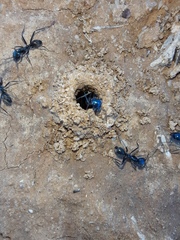 Iridomyrmex lividus
