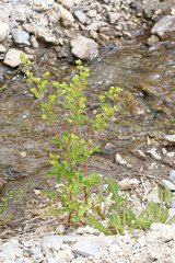 Potentilla biennis