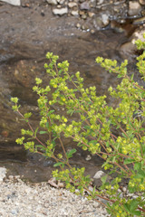 Potentilla biennis