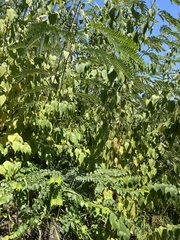 Phyllanthus emblica