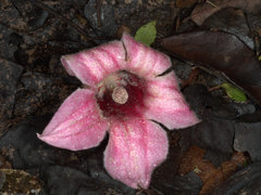 Brachychiton discolor