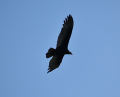 Cathartes aura