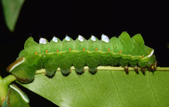 Pseudobunaea tyrrhena