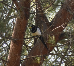 Pica nuttalli