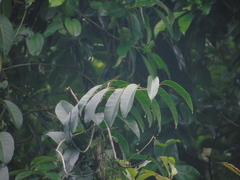 Anodendron candolleanum