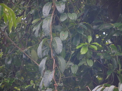 Anodendron candolleanum