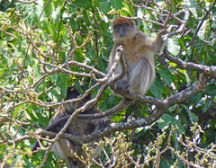 Piliocolobus tephrosceles