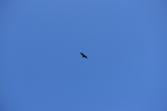 Cathartes aura