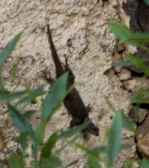 Sceloporus minor