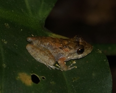 Craugastor aurilegulus