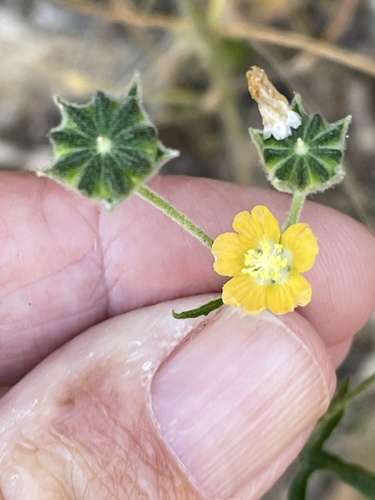 Anoda palmata (Anoda palmata)