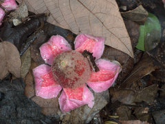 Brachychiton discolor