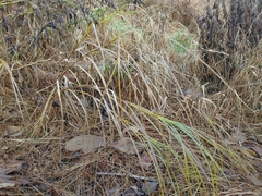 Carex trichocarpa