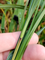 Carex trichocarpa