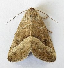 Ogdoconta moreno