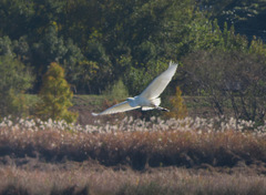 Ardea alba