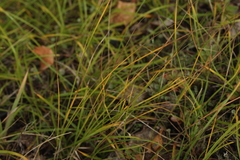 Carex praecox
