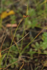 Carex praecox