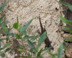 Sceloporus minor